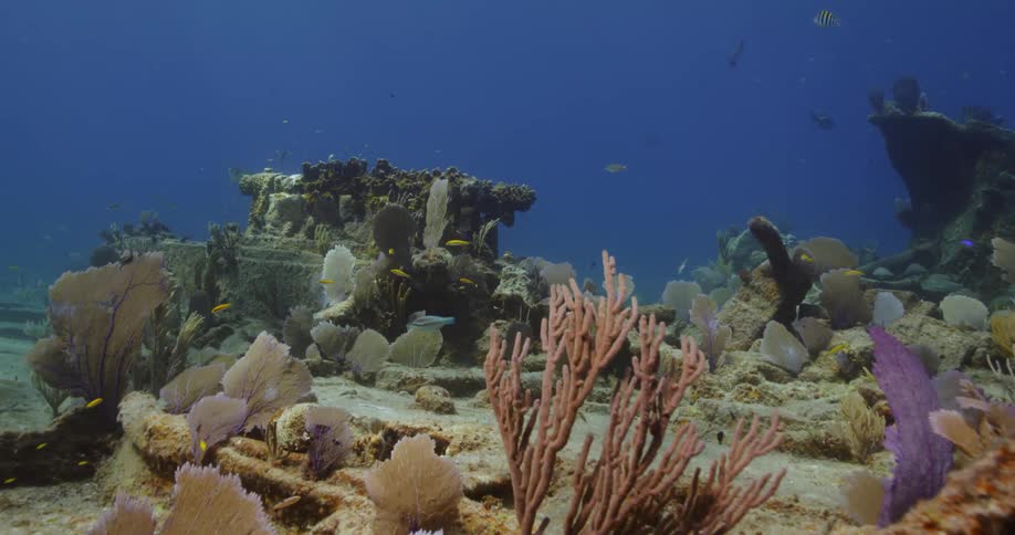 The fish swim around the reefs underwater
