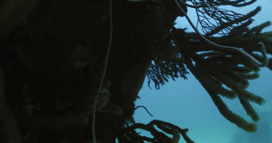Fish hides in hollow covered by kelp in cloudy blue ocean water