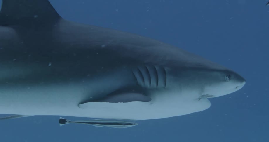 A view of a shark swimming in the ocean near fish