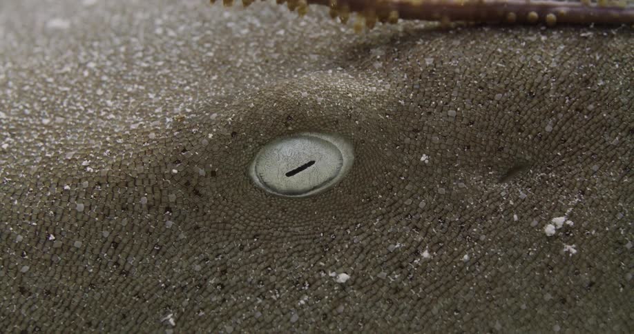 A close up of a Nurse Shark