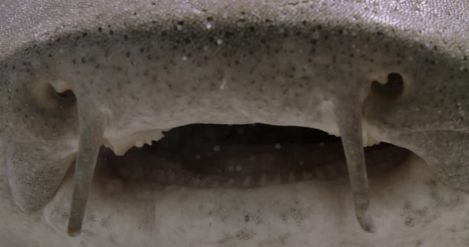 A closeup of a Nurse Shark is displayed in the ocean