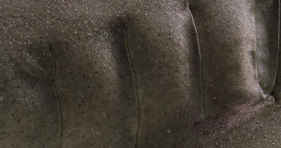 Close up view of a Nurse Shark gills breathing