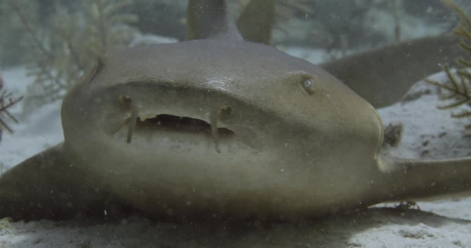 Nurse shark resting on the sand in the ocean floor swims away