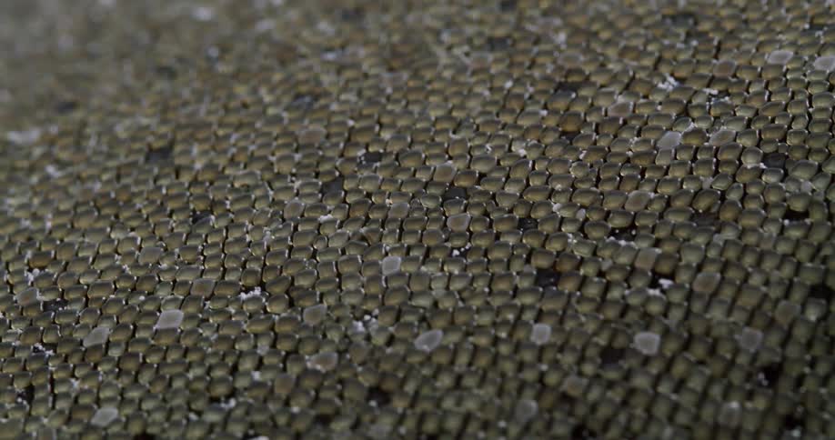 Closeups of a Nurse shark skin