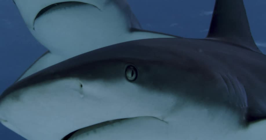 Sharks swim through ocean