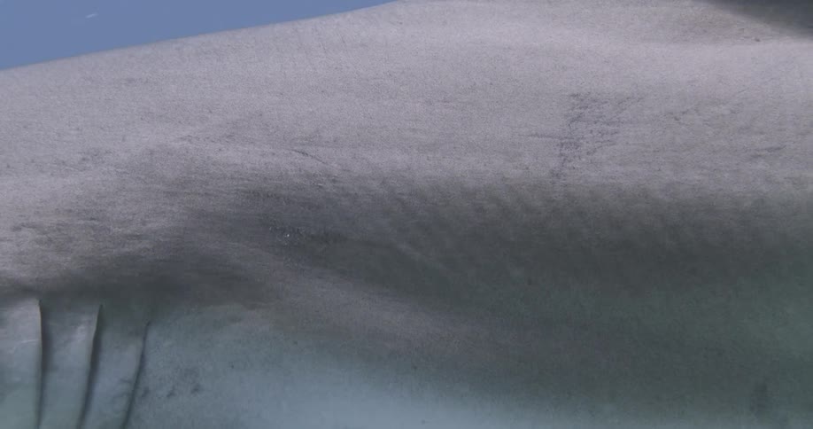 Close up view of a shark under water is displayed
