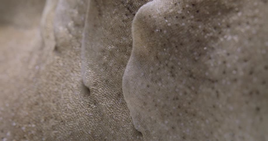 Nurse Shark gills breathing closeup