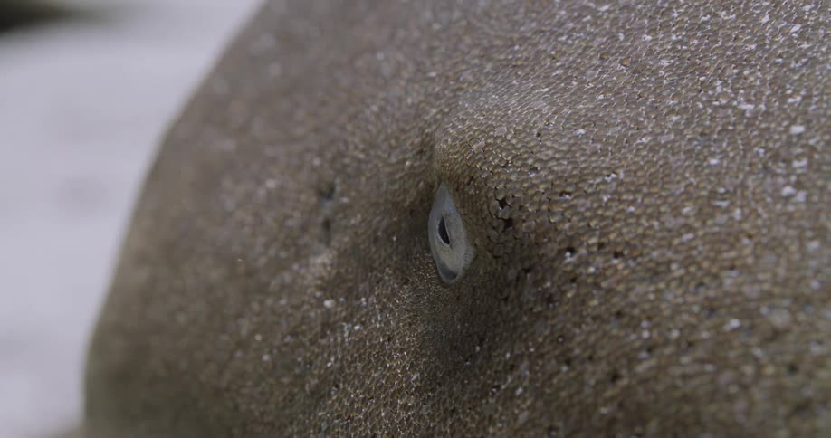 A close up view of a Nurse Shark face