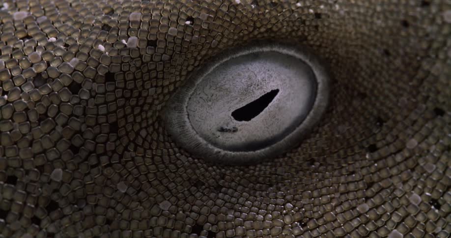 An underwater closeup of a Nurse Sharks eye