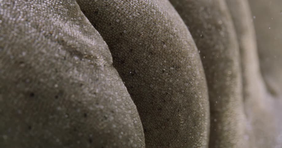 Nurse Shark gills expand underwater