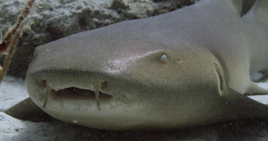 A Nurse Shark is sitting on the ground underwater