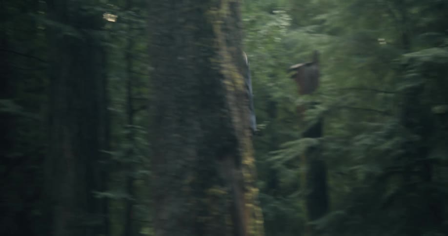 Man sliding through a fallen tree trunk in the middle of a forest
