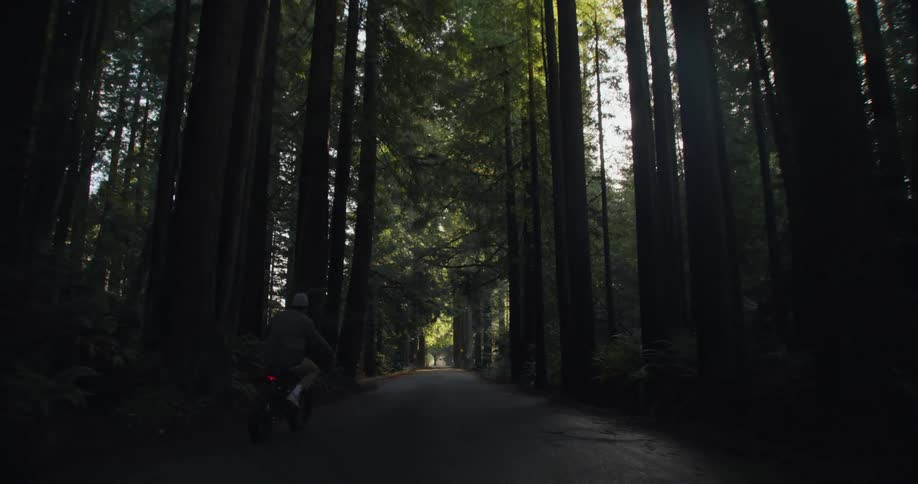 A cyclist is riding their bike on a dark forest road as the sun shines through the trees