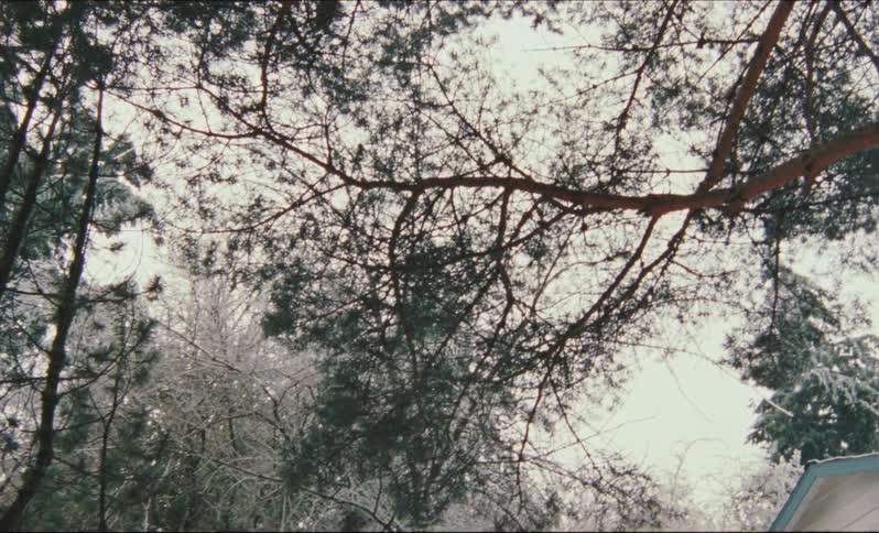 A house in a neighborhood and then looking up at a tree