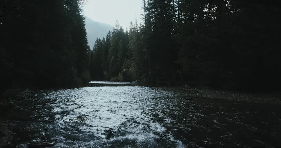 Water flows down a stream in the middle of a forest