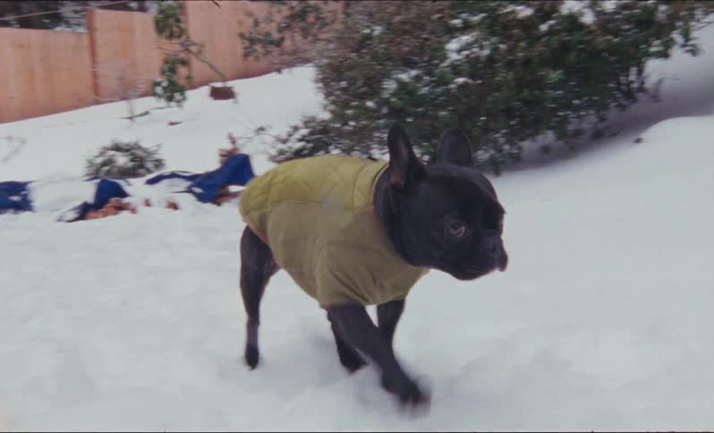 French bulldog wearing a yellow clothing running around the backyard in the snow