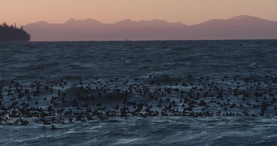 A large flock of sea birds ride strong waves in the ocean near the shore at sunset