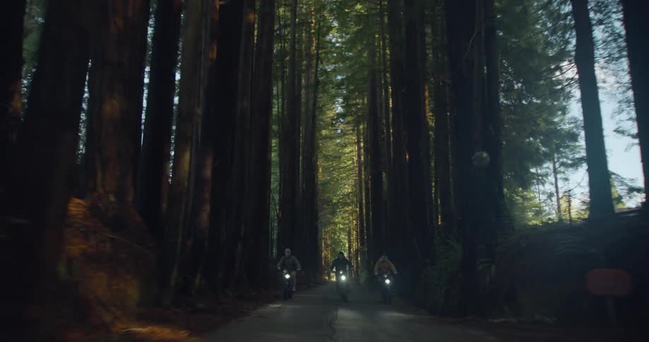 Three people are riding their bikes past tall trees on a dark forest road