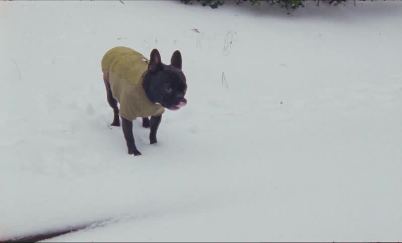 French bulldog wearing a yellow clothing running and jumping around the backyard at a snowy day