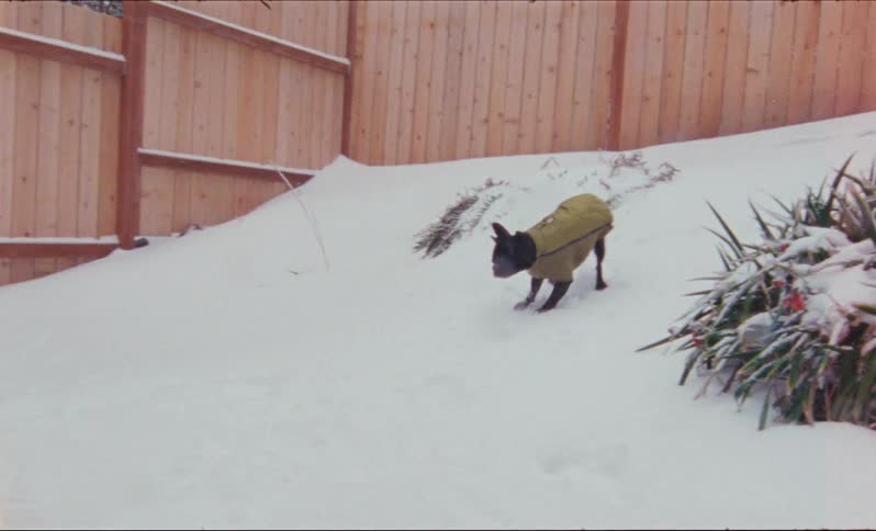Dog wearing yellow pet clothing playing catch with a woman in the backyard at a snowy day
