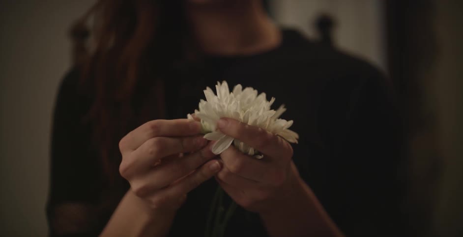 Person pulling petals from some white flowers