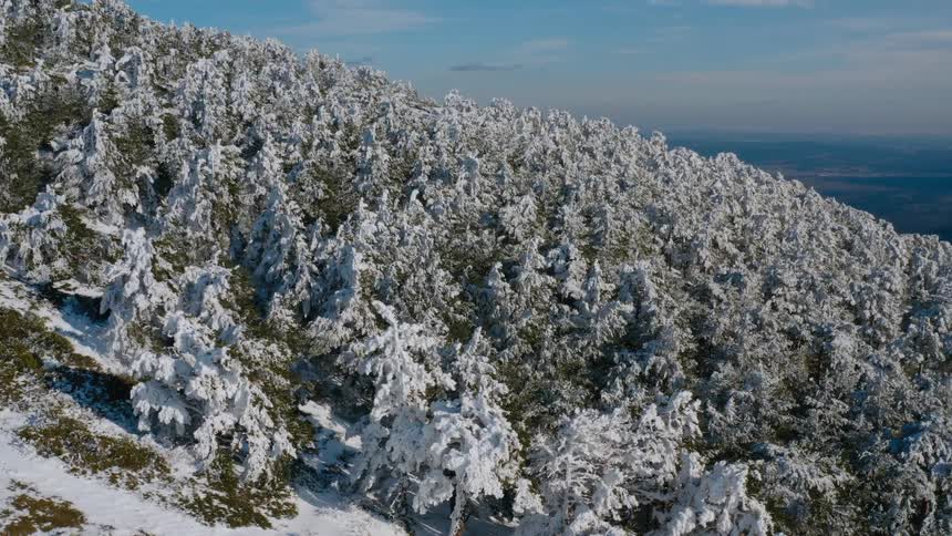 Snow covered trees and mountain slope under a blue sky