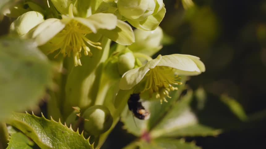A bee collects nectar from a flower during the day