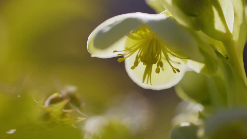 A bee flies on a flower and is pollinating