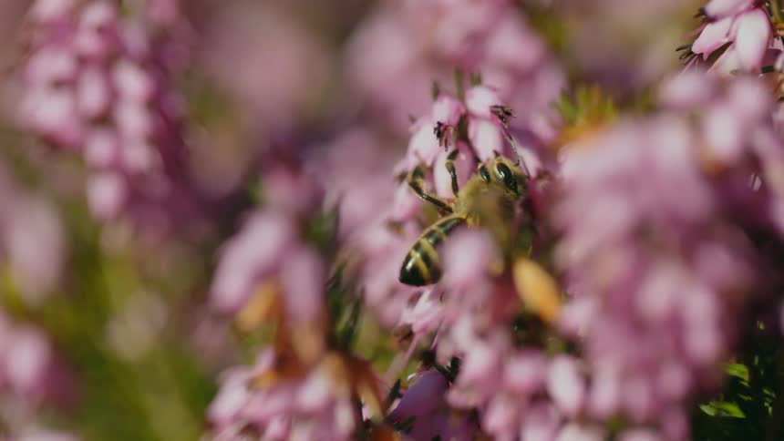 A bee is pollinating pink flowers