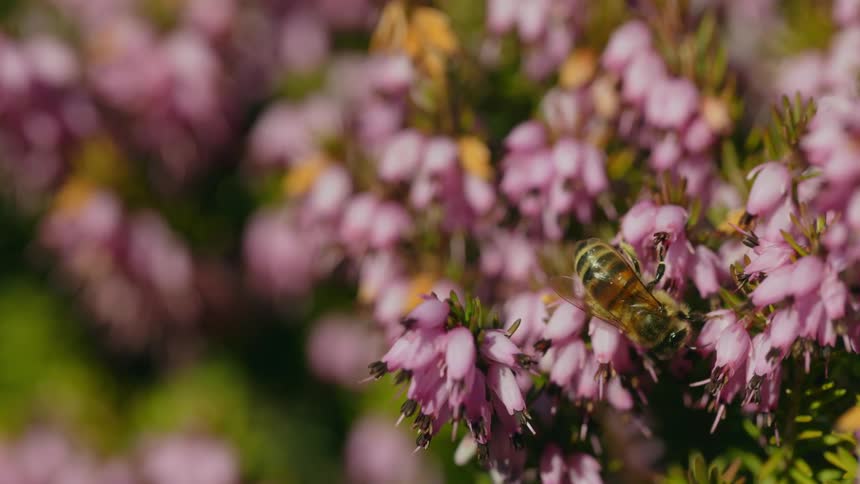 Honey bee moves across flowers on plant