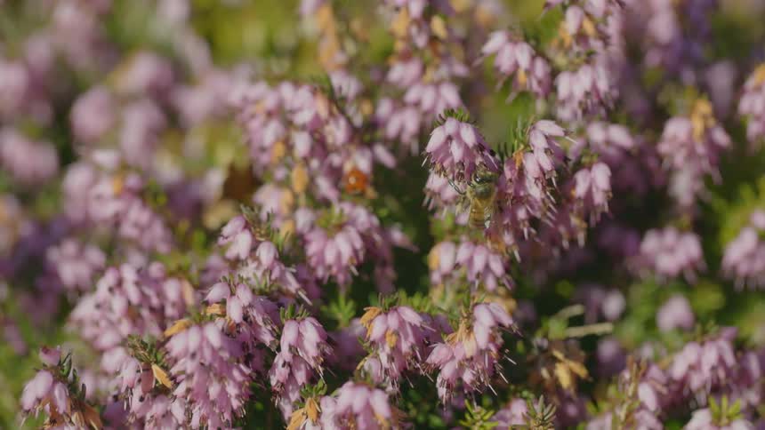 Bees fly across flowering plant gathering nectar