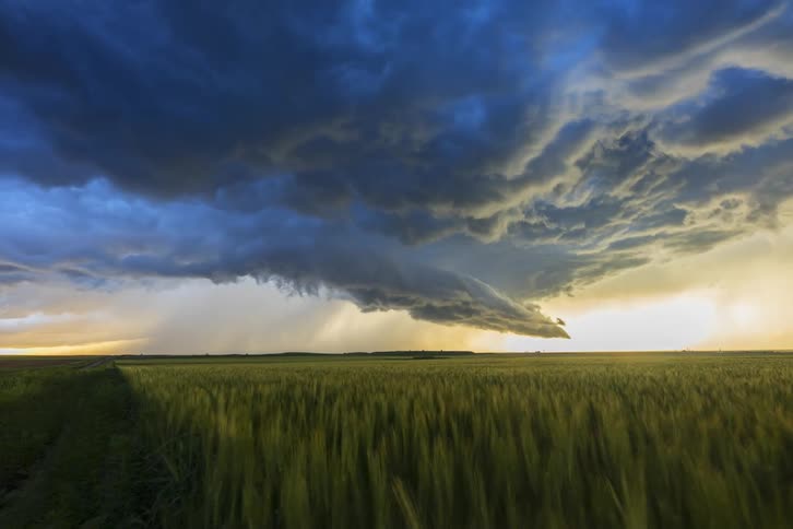 Plants move in the wind as storm clouds move over farmland and bright daylight can be seen in the distance