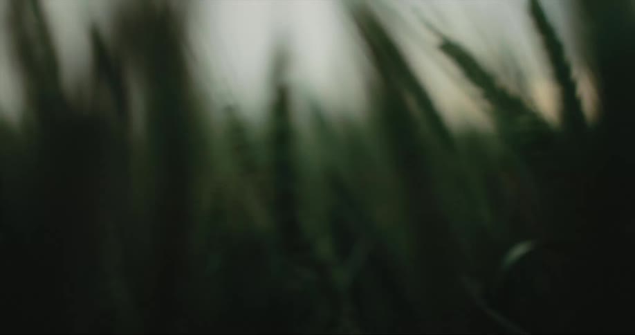 The wind is blowing the long blades of grass