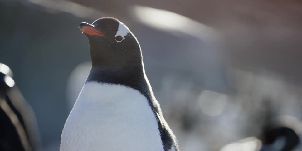 A penguin shakes his head and sprays water