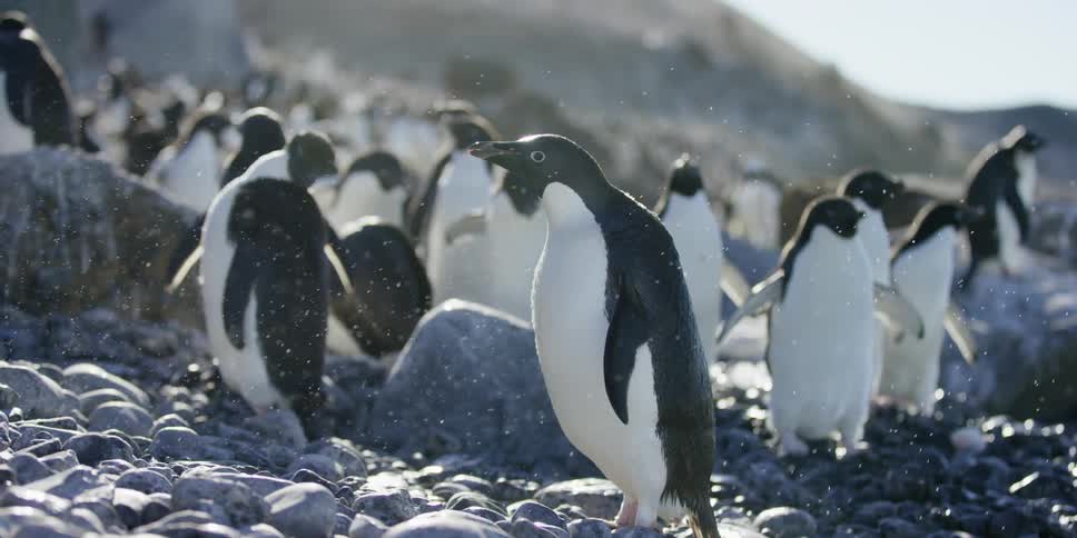 A penguin shakes water from itself in front of other penguins