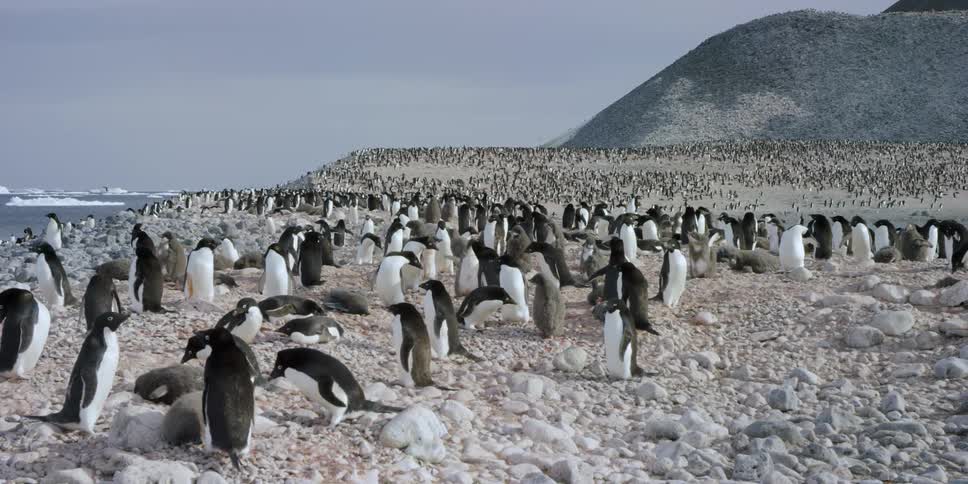 A large group of penguins are in a flock by the shore