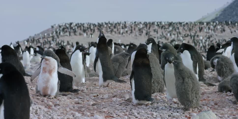 A large group of penguins on a rocky area