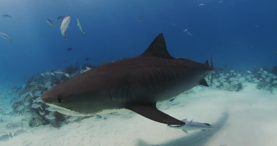 Tiger Shark and fish swimming near a sandy ocean bed at Tiger Beach, Bahamas