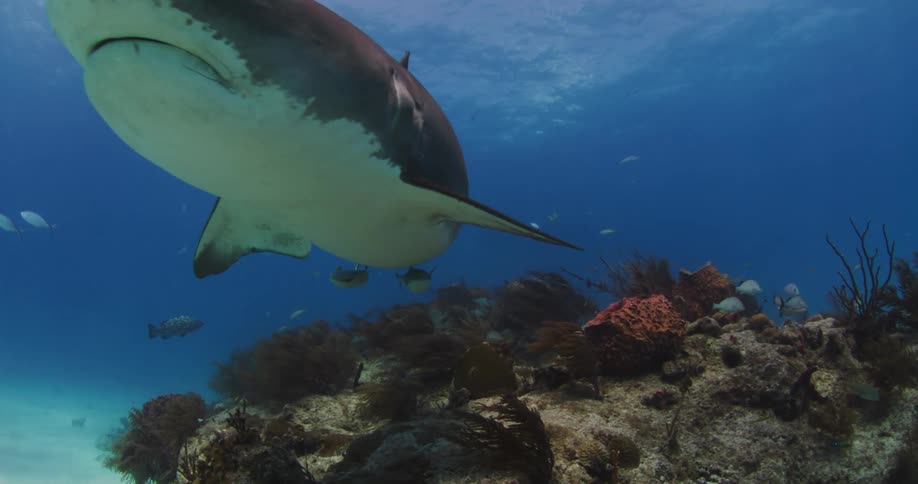 A Tiger Shark swims over coral reef at Tiger Beach, Bahamas