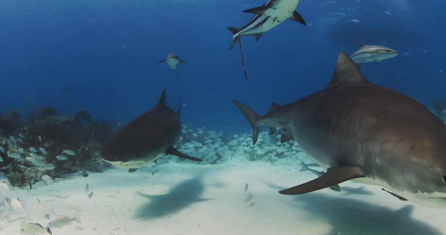 Two Tiger Sharks swim near the sandy ocean bottom along with other fish
