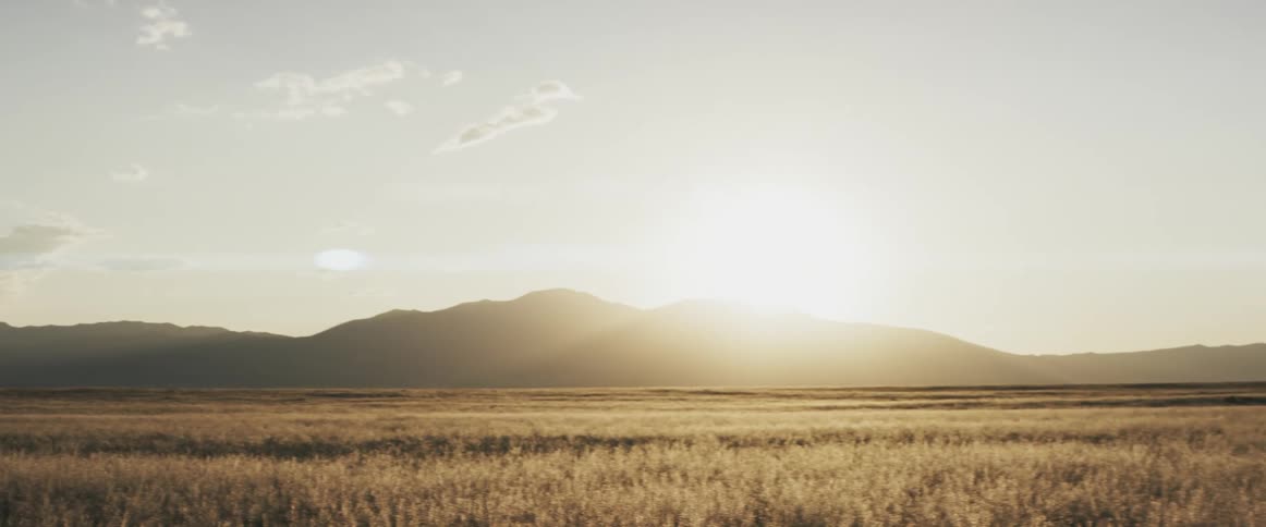 Bright sunlight shines over a field of tall grass