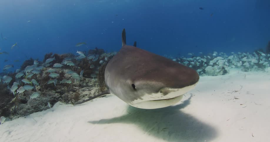 A Tiger Shark and fish swimming in the ocean at Tiger Beach, Bahamas