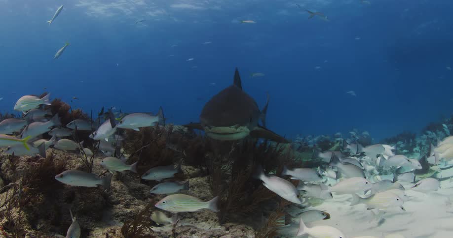 A school of fish disperses as a Tiger shark swims up