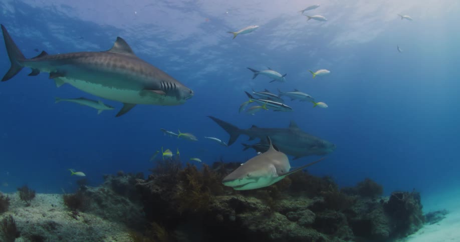 A large number of fish including some sharks calmly glide through the ocean water