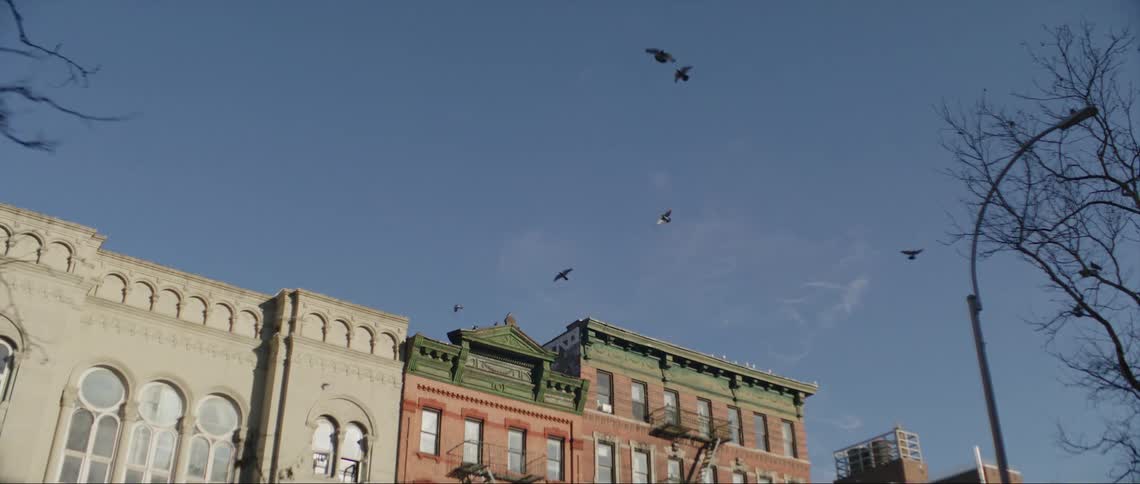 A flock of birds fly over downtown