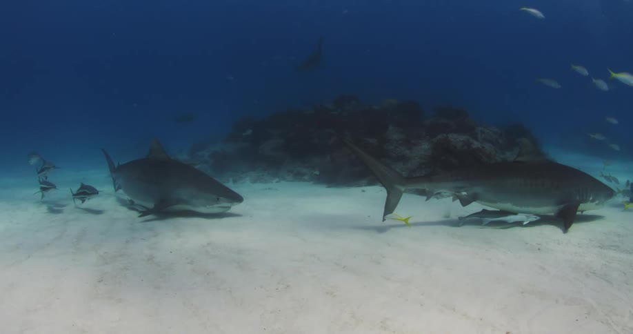 Under water footage of fish swimming in the ocean