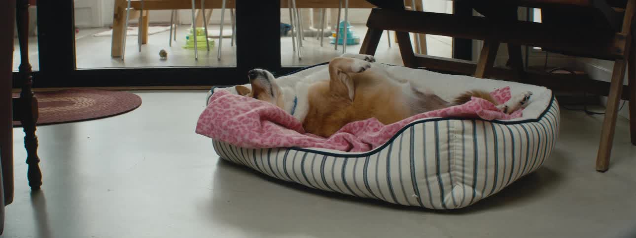 Dog lies on its back in a dog bed on the floor in room with glass doors