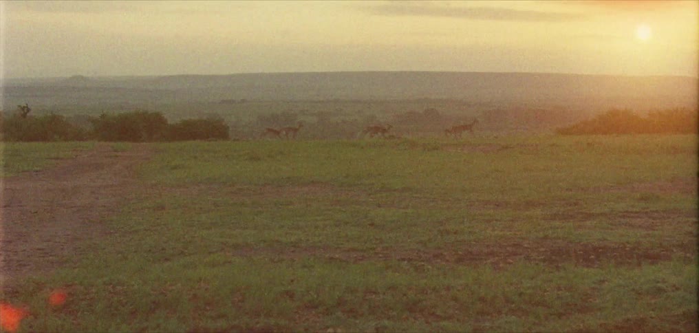 A herd of deer runs across grassy plain at sunset