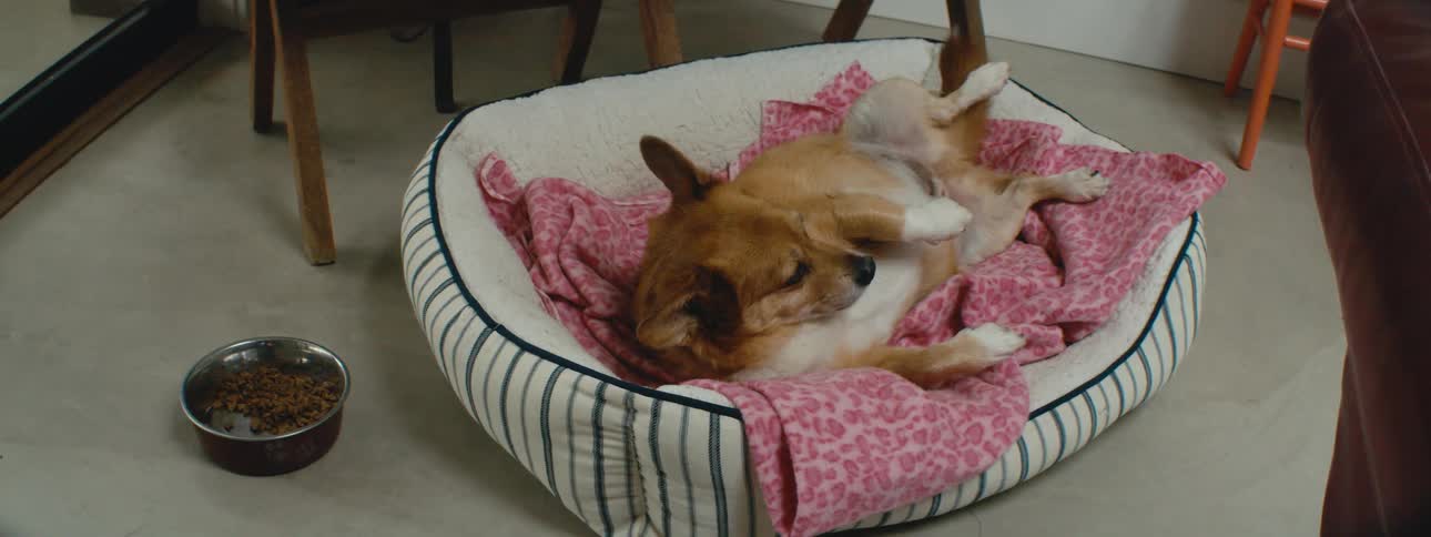 Dog lies in pet bed on floor near bowl of dog food