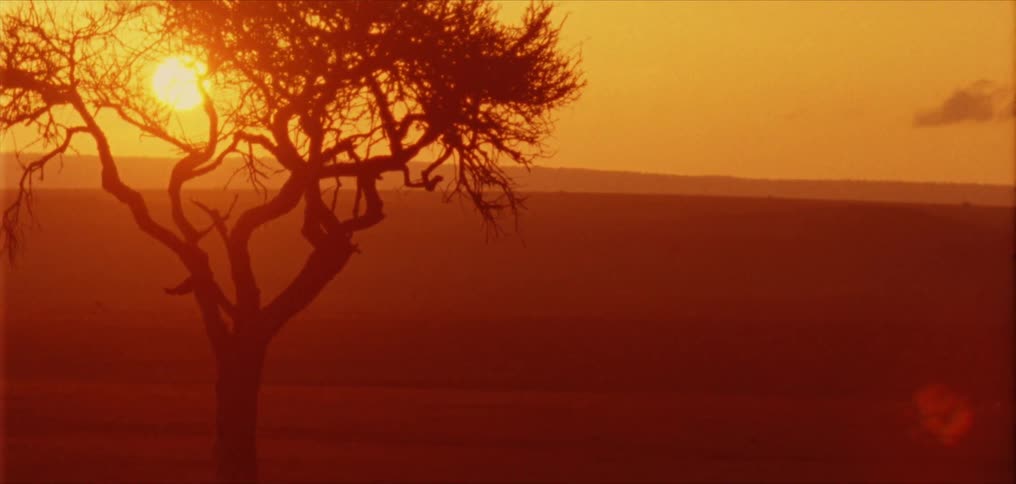 A view of sunset in a tree